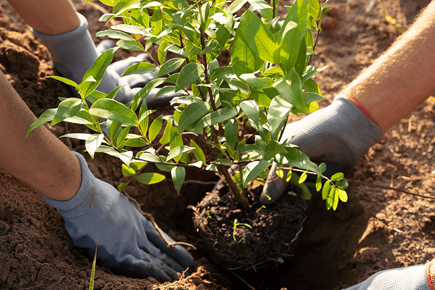 Planting & Removal
