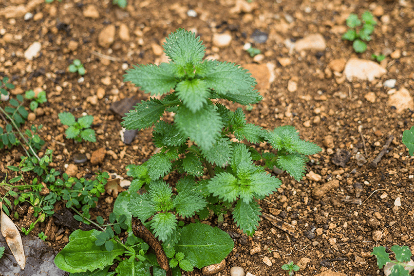 Fertilizer & Weed Control