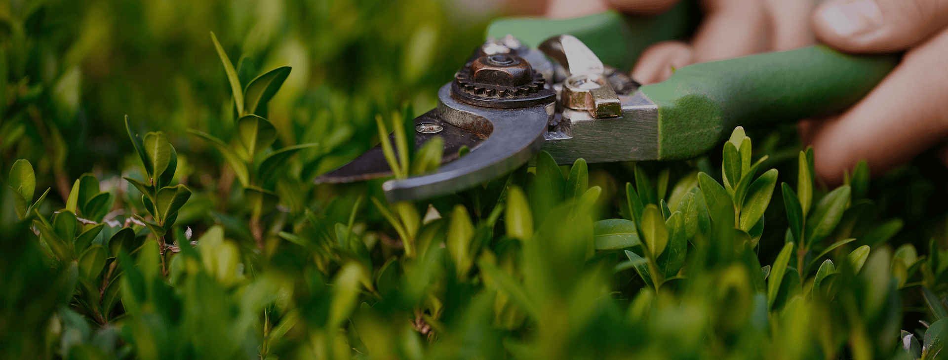 The grass is always greener on
your side of the fence